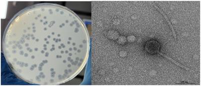 A novel lytic phage infecting MDR Salmonella enterica and its application as effective food biocontrol